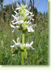 Betonie / Stachys officinalis