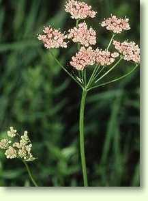 Bibernelle / Pimpinella major