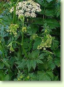 Bibernellenpflanze / Pimpinella major (L.) Huds.
