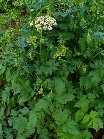 Große Bibernelle (Pimpinella major): weiße Blütendolden über gefiederten, gesägten Blättern
