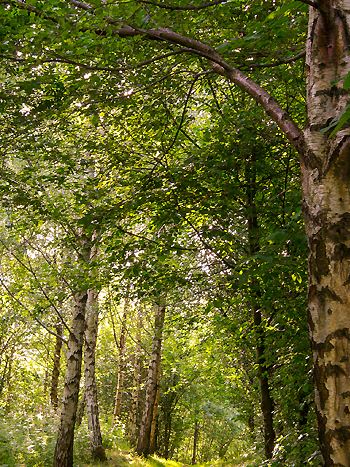 Birke, Betula alba