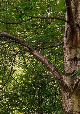 Birke Birke, Betula alba