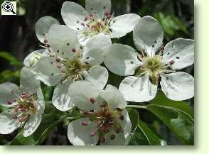 Birnbaum, Blüten