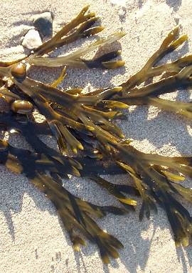 Blasentang Blasentang, Fucus vesiculosus