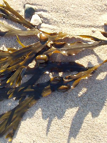 Blasentang, Fucus vesiculosus