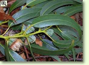 Eukalyptus