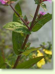 Blutweiderich - Lythrum salicaria L.