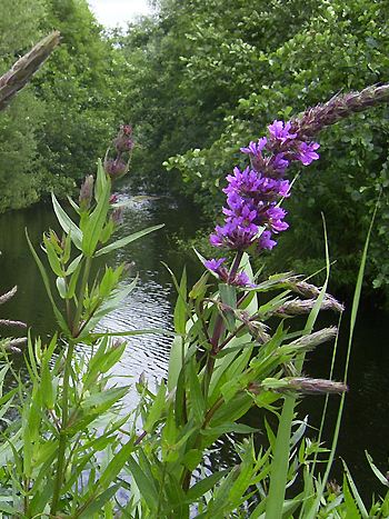 Blutweiderich