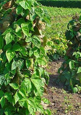 Bohne Bohne, Phaseolus vulgaris