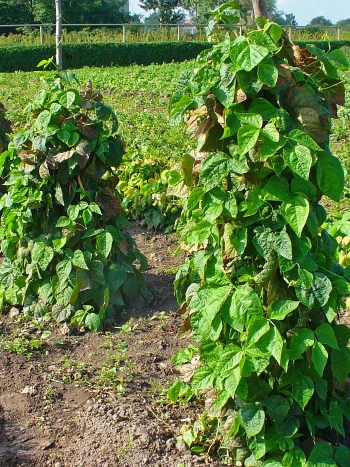 Bohnenfeld mit Reihen üppiger Stangenbohnen (Phaseolus vulgaris) mit großen, herzförmigen Blättern beiderseits eines Erdwegs