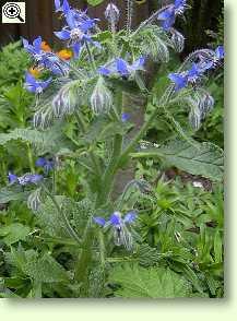 Borretsch - Borago officinalis
L.