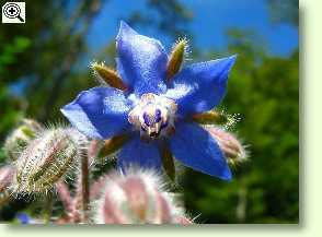 Borretsch - Borago officinalis
L.