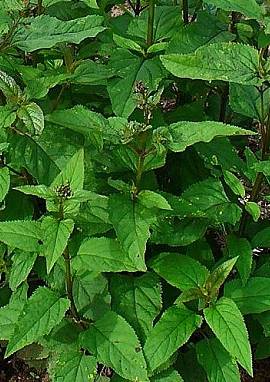 Braunwurz Braunwurz, Scrophularia nodosa