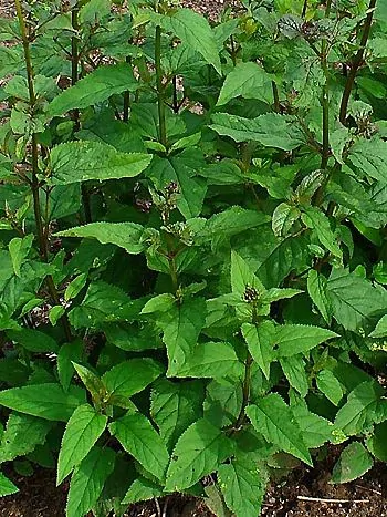 Knotige Braunwurz (Scrophularia nodosa): dichter Bestand aufrechter, vierkantiger Stängel mit gegenständigen, eiförmigen, gesägten Blättern