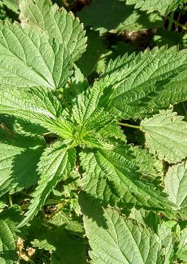 Urtica urens, Urtica dioica / Brennnessel