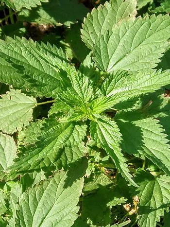 Große Brennnessel (Urtica dioica) von oben: gegenständige, eiförmig zugespitzte Blätter mit grob gesägtem Rand im Sonnenlicht