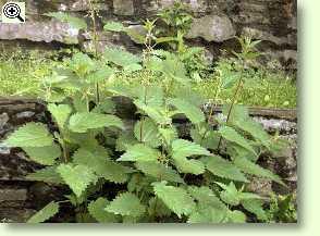 Große Brennnessel  - Urtica dioica
L.