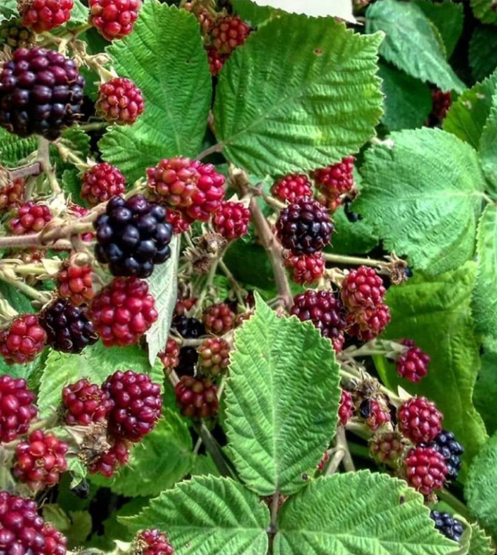 48+ Pflanze Sieht Aus Wie Brombeere, Was sind die eigenschaften und