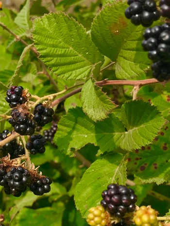 Brombeere: Fruchtstände mit roten und reifen schwarzen Brombeeren zwischen gezähnten Fiederblättchen