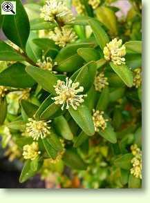 Buchsbaum - Buxus sempervirens