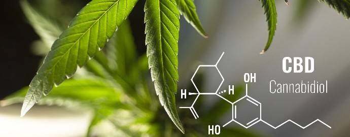 Cannbidiol und Hanfblatt