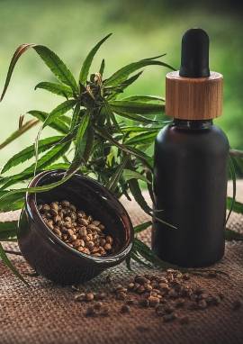 Cannabis Cannabis / Hanfpflanze