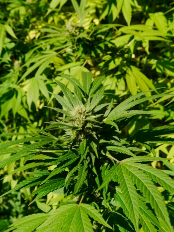 Cannabispflanze mit charakteristischen gefingerten Blättern