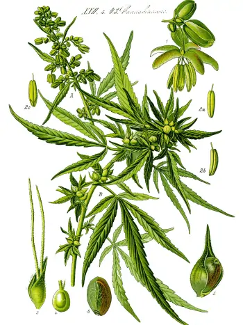 Cannabis Illustration - Zum vergrößern klicken Cannabis Illustration