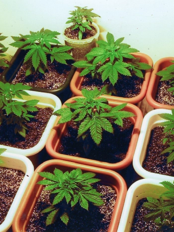 Cannabis-Pflanzen unter Kunstlicht beim Indoor-Anbau