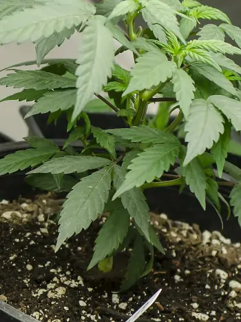 Cannabispflanze