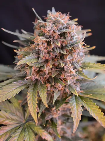 reife Cannabisblüten von geklonter Pflanze