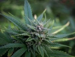Blüte einer Cannabispflanze