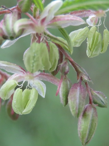 Cannabis-sativa-Pflanze mit männlichen Blüten an einem Ast