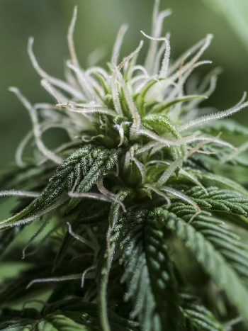 Cannabis sativa White Skunk – kompakte Sorte mit dichten Blütenständen