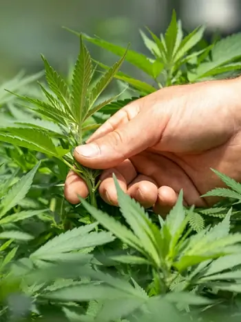 Cannabis Anbau