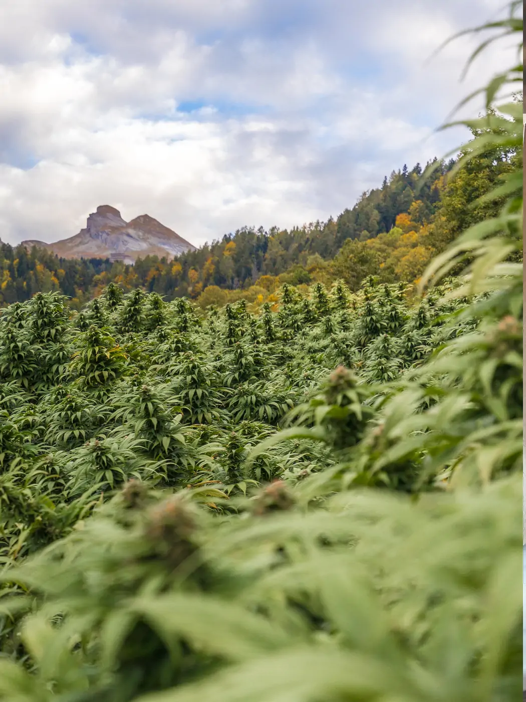 CBD Hanf in der Schweiz