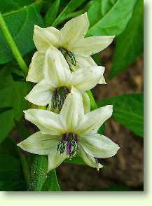 Paprika / Capsicum frutescens