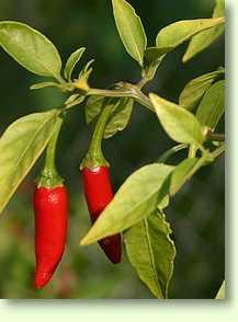 Peperoni: Capsicum frutescens