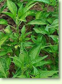 Chilli / Capsicum frutescens