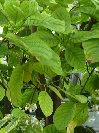 Große, hellgrüne, ovale Blätter des Chinarindenbaums (Cinchona officinalis) mit deutlich hervortretenden Blattadern an dünnen Zweigen