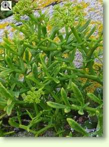 Crithmum maritimum, Meerfenchel