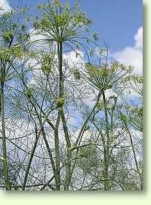 Dill / Anethum graveolens