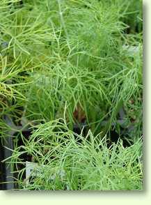 Dill / Anethum graveolens