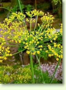 Dill / Anethum graveolens