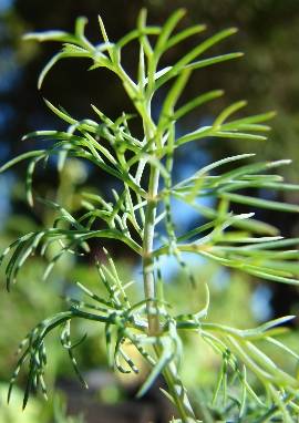 Dill Dill, Anethum graveoleus