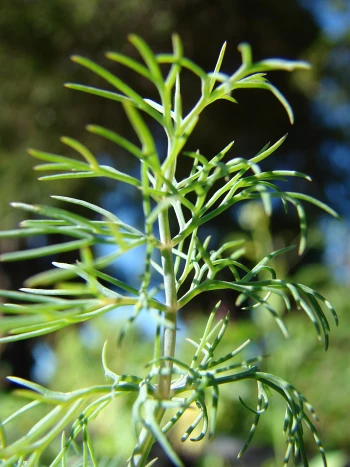 Dill (Anethum graveolens): Stängel mit zarten, fadenförmig fein gefiederten Blättern vor unscharfem Hintergrund