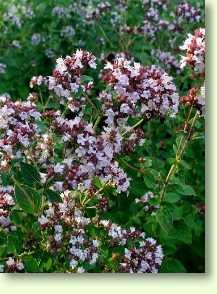 Dost / Origanum vulgare