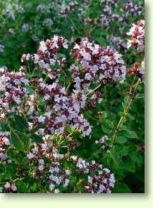 Dost /  Origanum vulgare