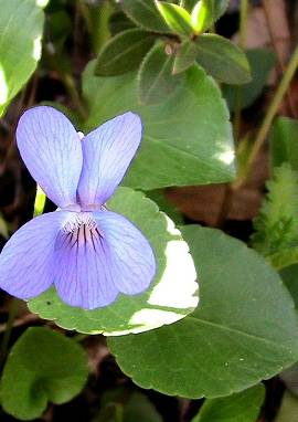 Veilchen Veilchen, Viola odorata