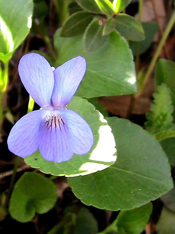 Veilchen, Viola odorata